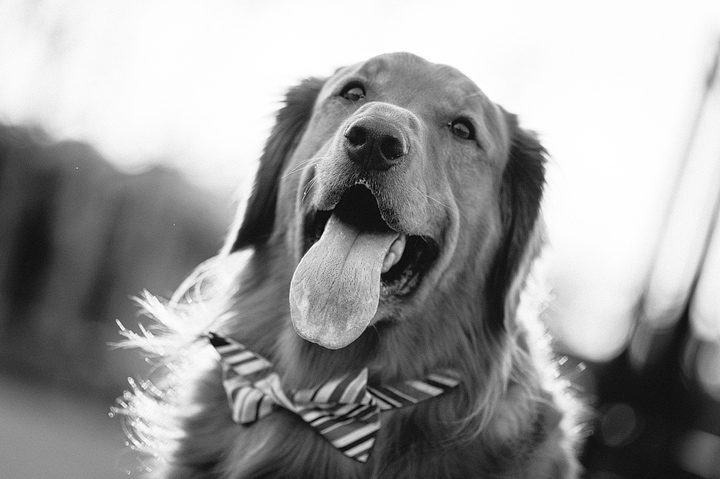Pictures with the family dog in Richmond, Virginia