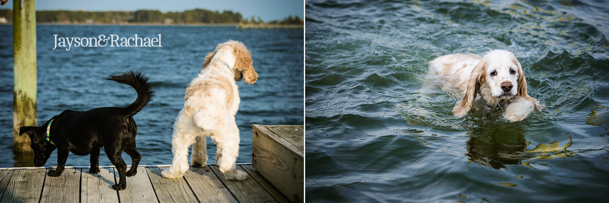 Lauren and Chris' River Engagement Session with dogs
