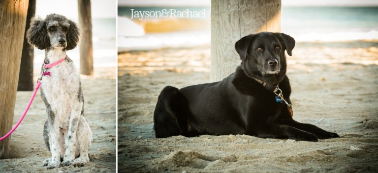 Outer Banks Family Pictures Family Dogs