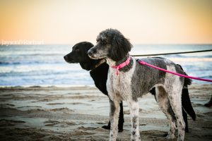 Dog Friendly Outer Banks NC